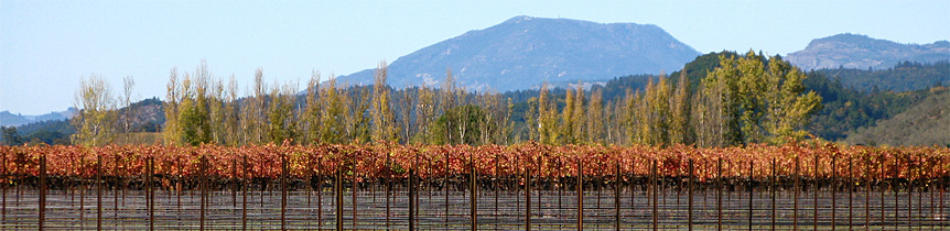 Scout Napa Valley